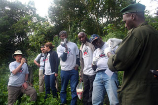 CTPH team with park rangers in Health monitoring action while Tim, Steph and Rosemary just watching gorillas 