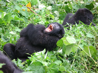 Tiring life for Mountain Gorillas