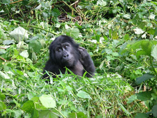 Mountain Gorilla: a woman