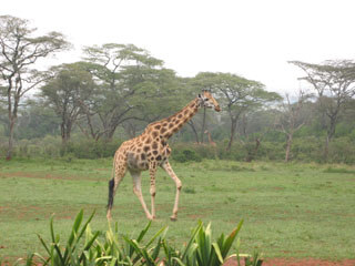 giraffe in nairobi national park