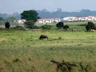 rhinoceros and Zebra in Nairobi National Park