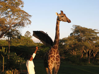 Nairobi National PArk - Giraffe Manor