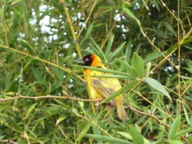 bird in Kampala